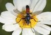 Cylindromyia sp.
